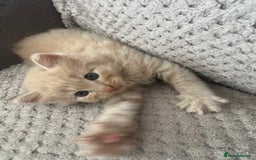Mixed Breed cats for sale: 2 beautiful kittens male and female  - Image 5