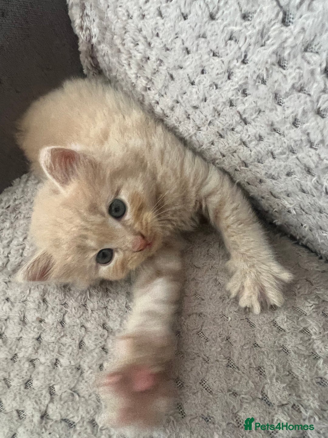 Mixed Breed cats for sale: 2 beautiful kittens male and female  - Image 5