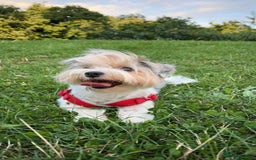 Biewer Terrier dogs for sale: Biewer terrier male puppies for sale - Image 9