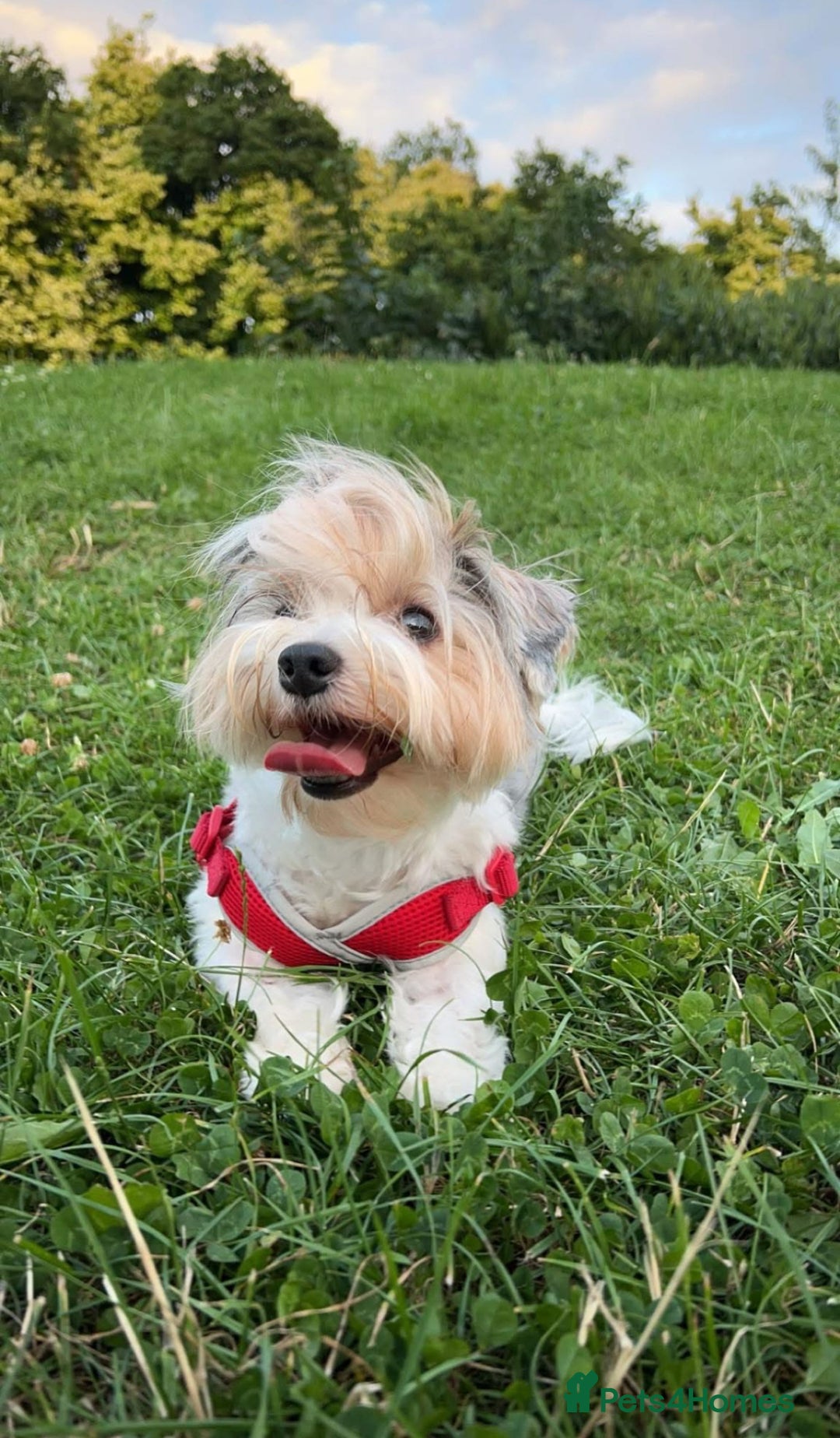 Biewer Terrier dogs for sale: Biewer terrier male puppies for sale - Image 9