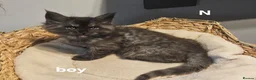 Maine Coon cats for sale: Large Maine Coon kittens regd European bloodline - Advert 19