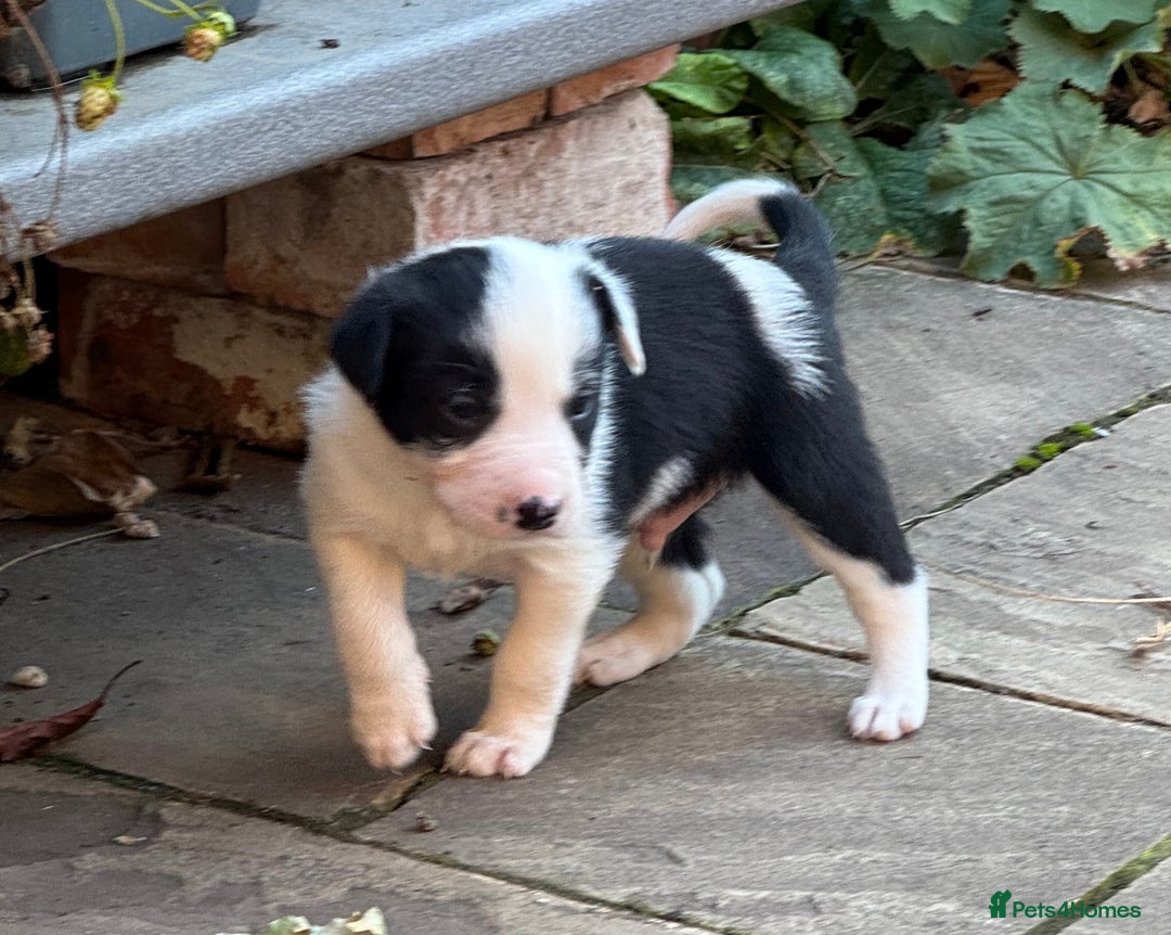 Border Collie dogs for sale: Beautiful Border Collie Puppies - Image 5