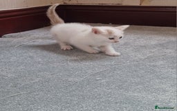 Mixed Breed cats for sale: Stunning kittens  - Image 1