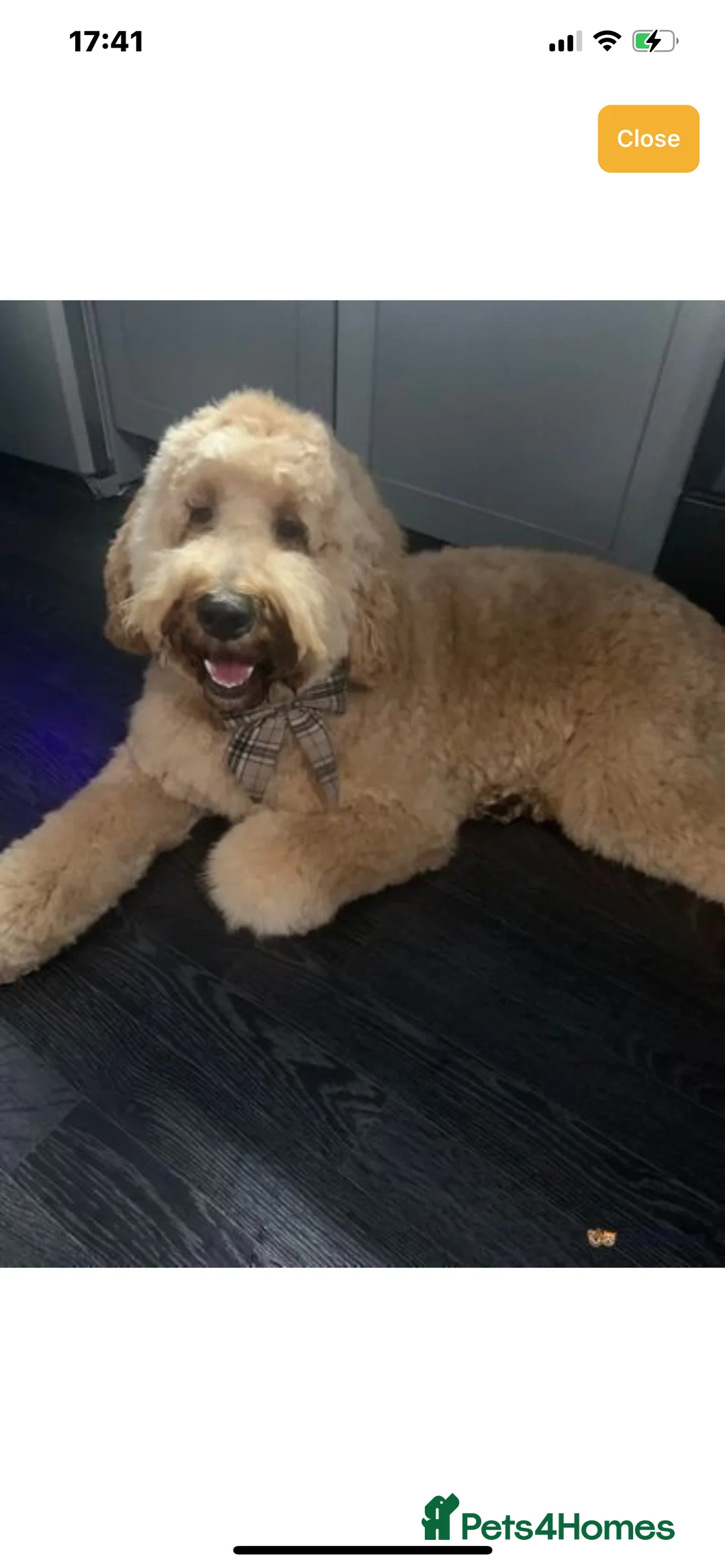 Labradoodle dogs for sale: Multigenerational Mini Doodles Licensed and Tested - Advert 13