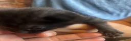 Mixed Breed cats for sale: Beautiful fluffy kittens  - Advert 12