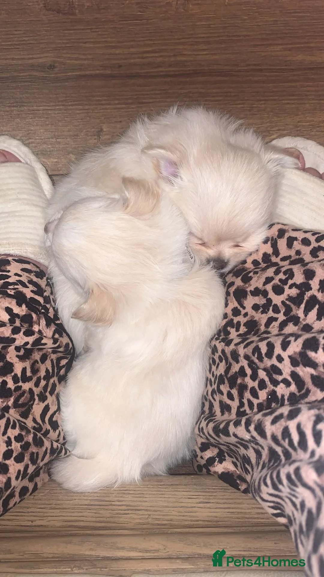 Pomchi dogs for sale: Chihuahua x Pomeranian Puppies - Advert 2