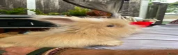 Angora rabbits for sale: English Full Face Angora Kits - Advert 1