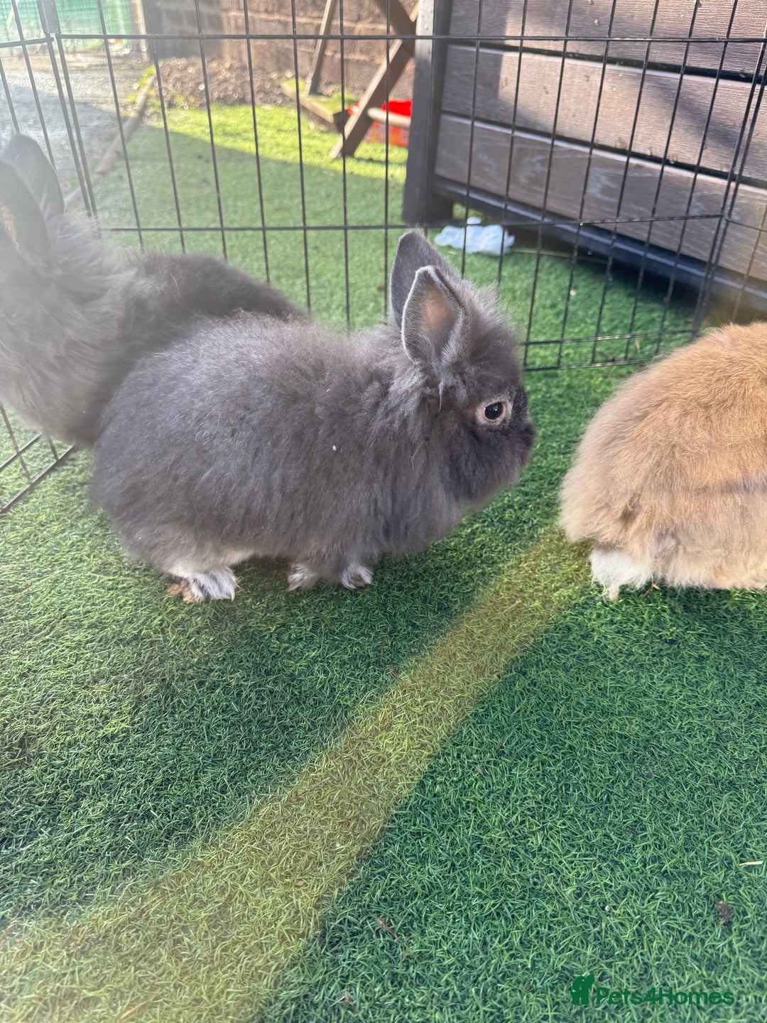 Mixed Breed rabbits for sale: Baby rabbits ready now  - Advert 5