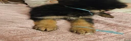 German Shepherd dogs for sale: Long haired German shepherd pups  - Advert 6