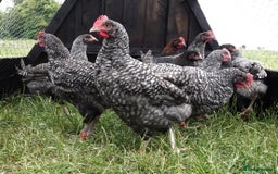 Chickens poultry for sale: English Cuckoo Marans - Image 4