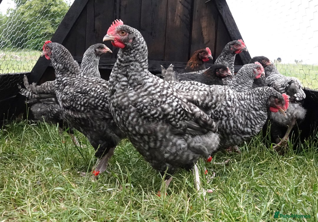 Chickens poultry for sale: English Cuckoo Marans - Image 4