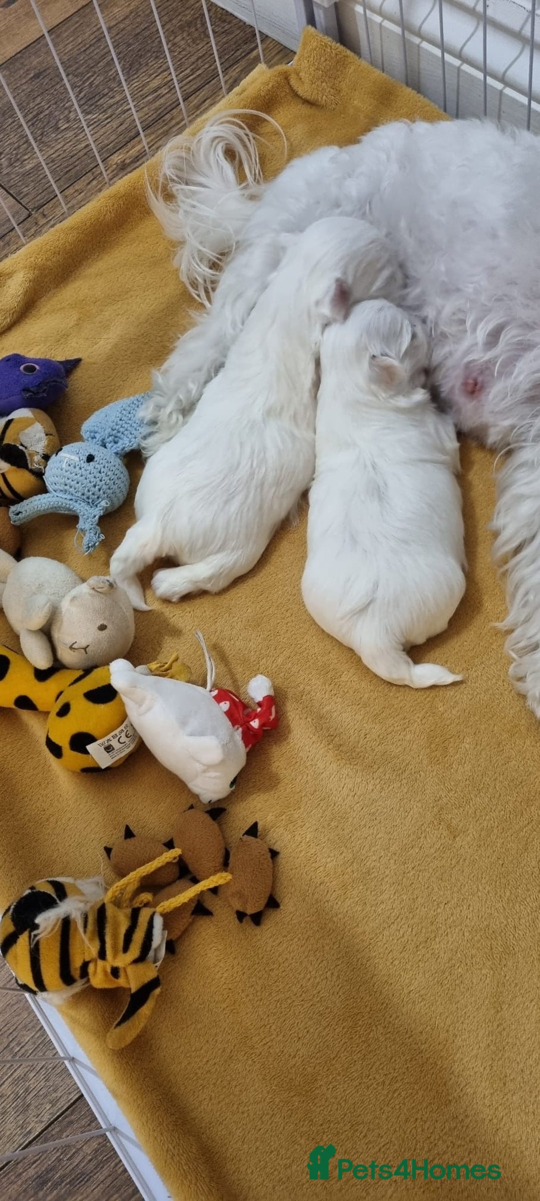 Maltese dogs for sale: Maltese Girl Ready to go  - Advert 14