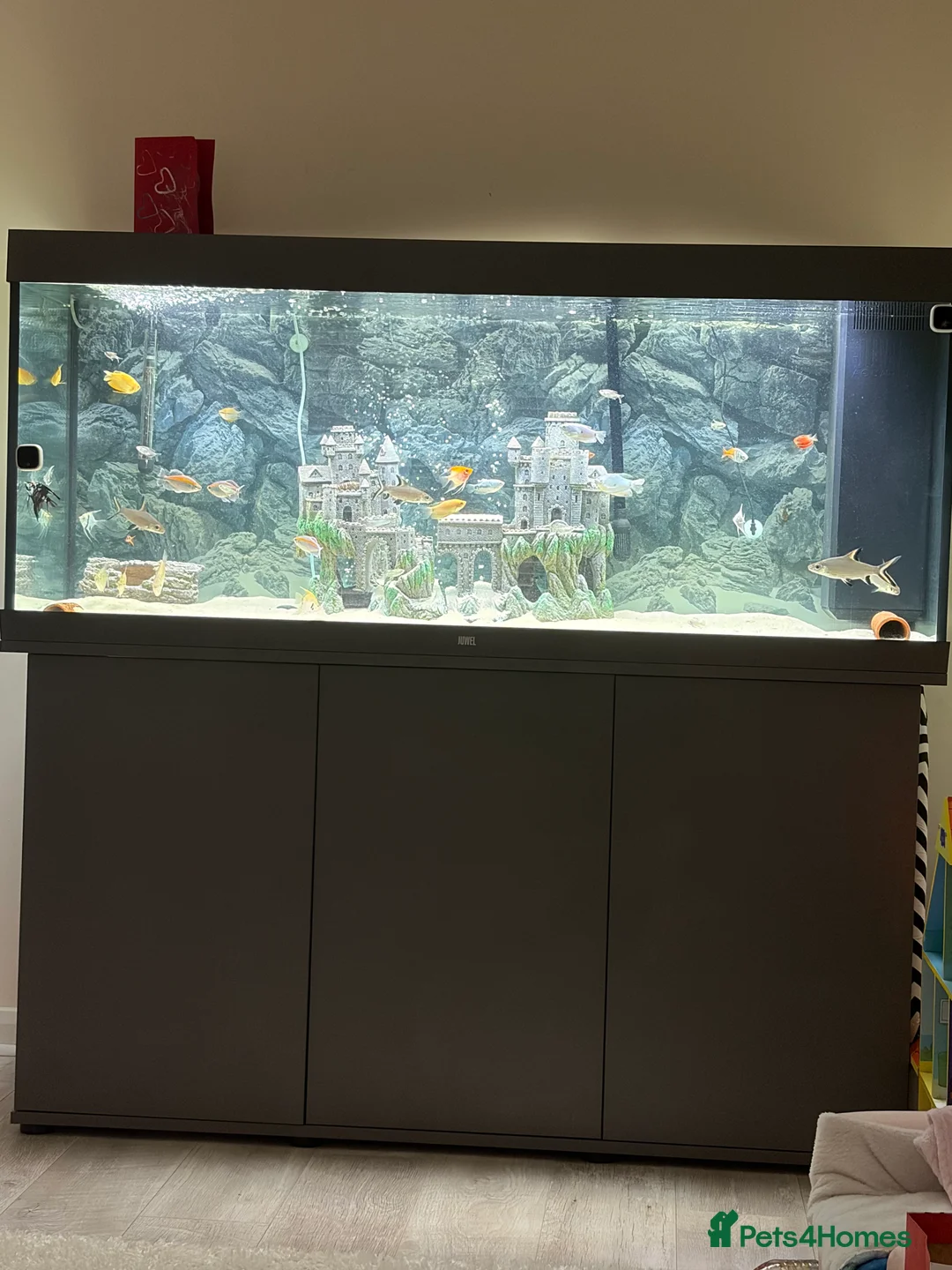 Other/Mixed Breed fish for sale: Tropical fish for sale - Advert 1