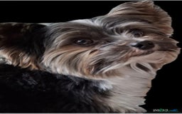 Biewer Terrier dogs for stud: Purebred Pedigree Biewer Terrier Proven Stud in Merthyr Tydfil - Image 36