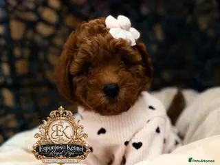 Toy Poodle dogs 👑 LAST GIRL 👑 5⭐ Licensed ESPONJOSO Toy Poodle👑 - Advert 18