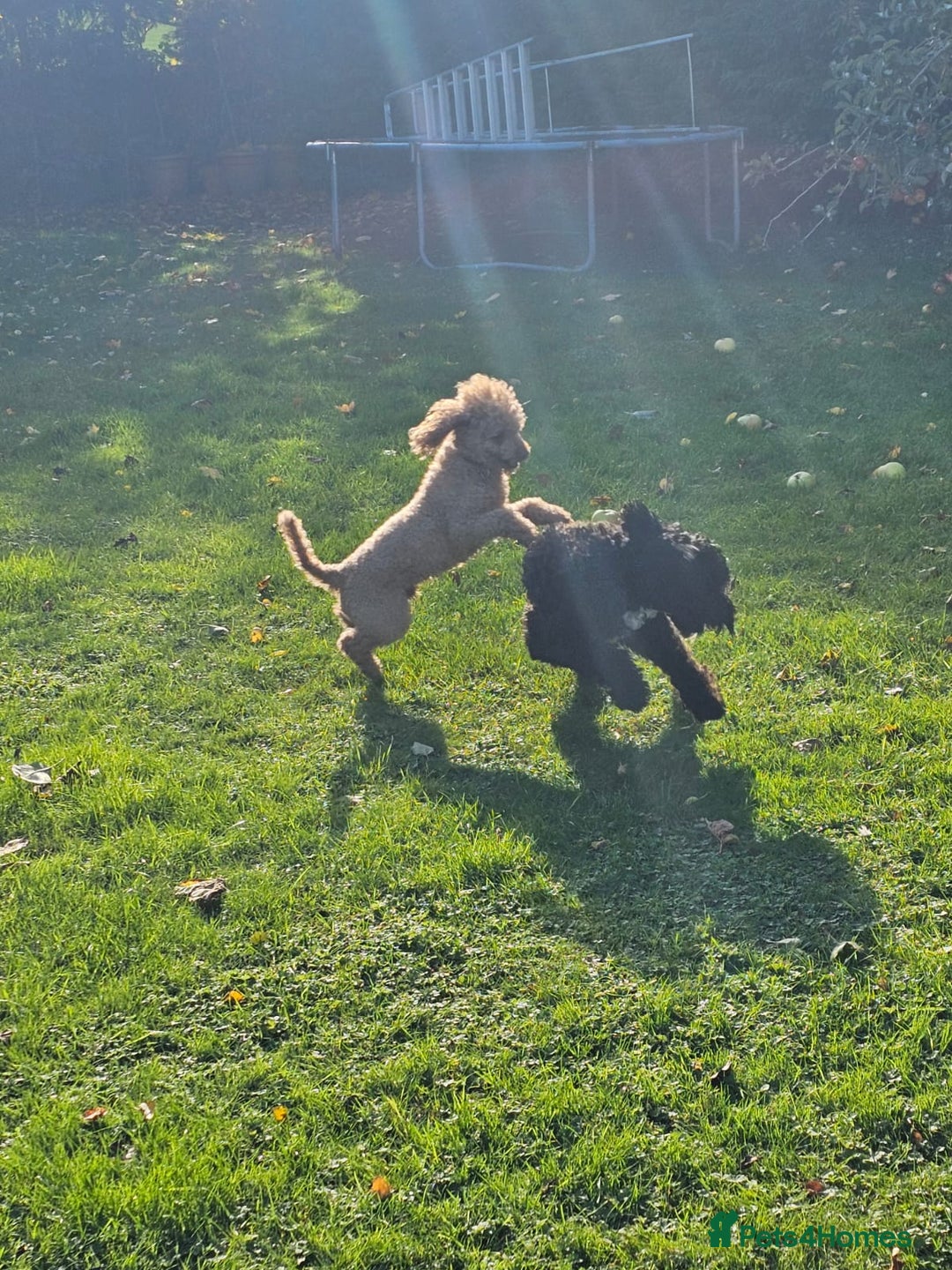 Cockapoo dogs for sale: Cockerpoo Puppies for sale - F1B - Advert 4