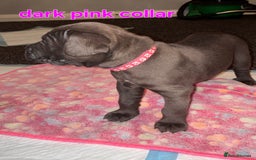 Cane Corso dogs for sale: 4 girls left *PRICE REDUCED* - Image 9