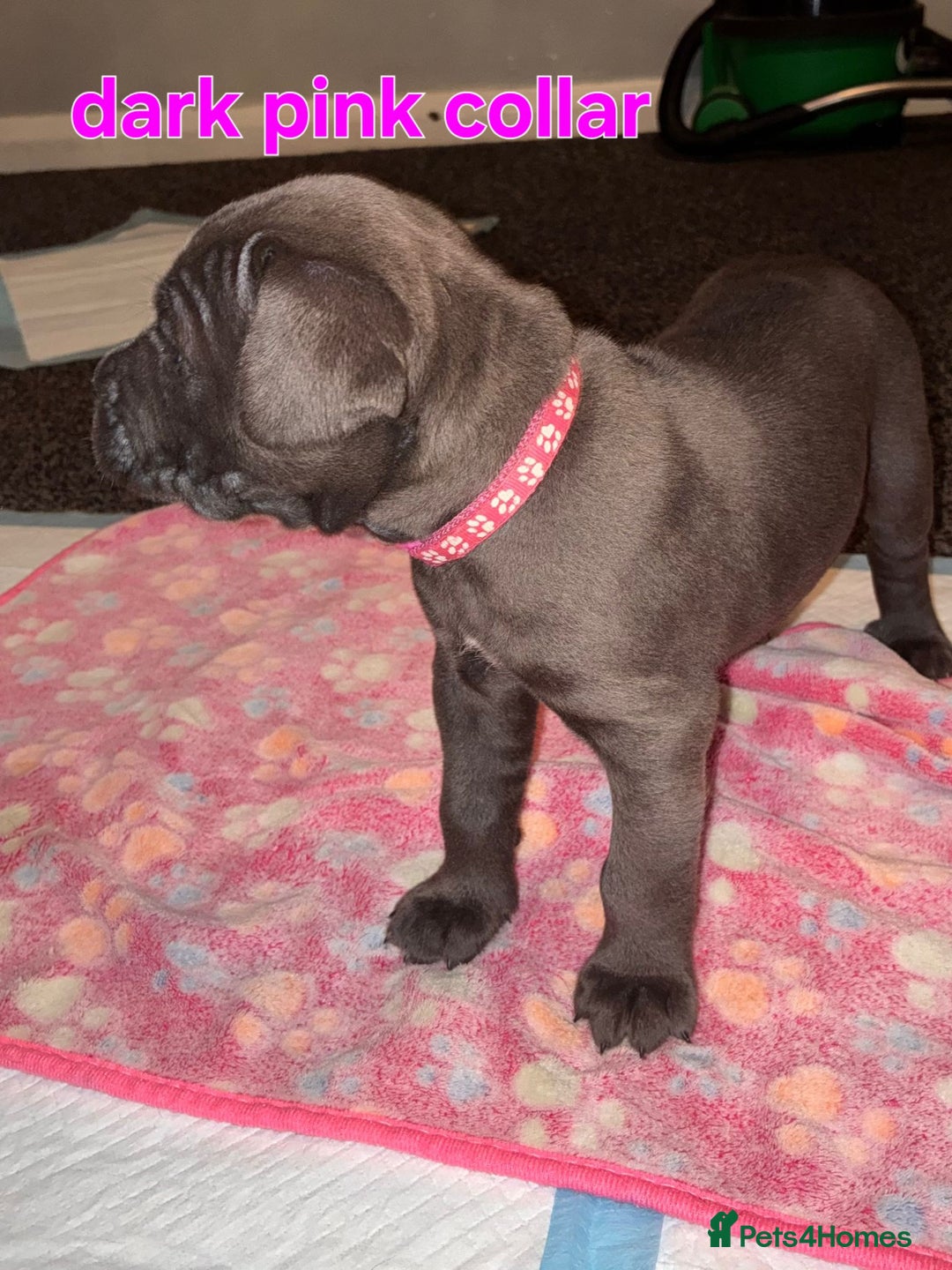 Cane Corso dogs for sale: 4 girls left *PRICE REDUCED* - Image 9