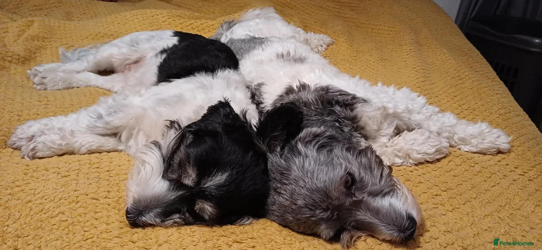 Havanese dogs for sale: Stunning KC registered Havanese puppies - Advert 4
