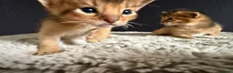 Abyssinian cats for sale: TICA reg rarest colours Aby kittens boys and girls - Advert 17