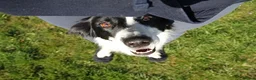 Border Collie dogs for sale: KC registered sport puppies - Advert 10