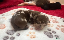 Dachshund dogs for sale: 5 beautiful daschund’s for sale  - Image 7