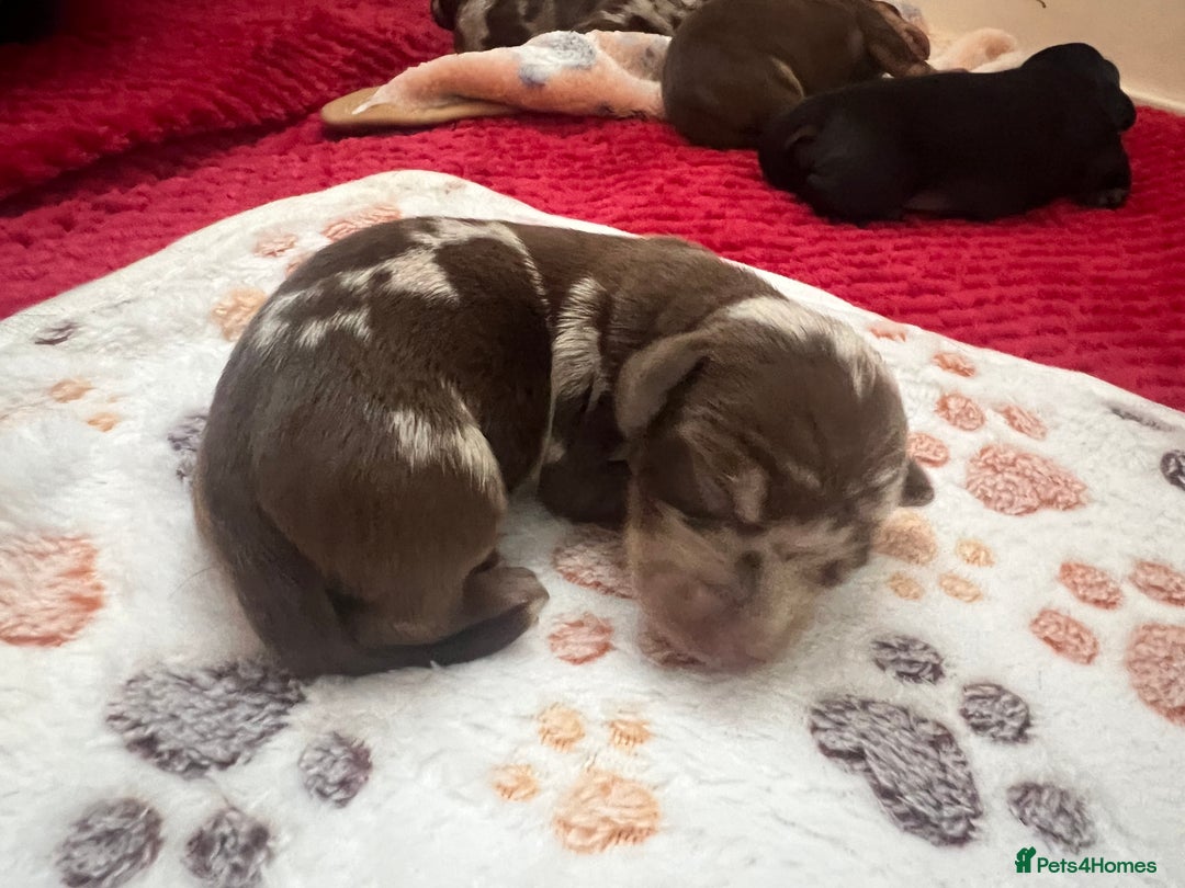 Dachshund dogs for sale: 5 beautiful daschund’s for sale  - Image 7