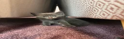 Mixed Breed cats for sale: Weaned and socialised cubs ❤️ in Shrewsbury - Advert 2