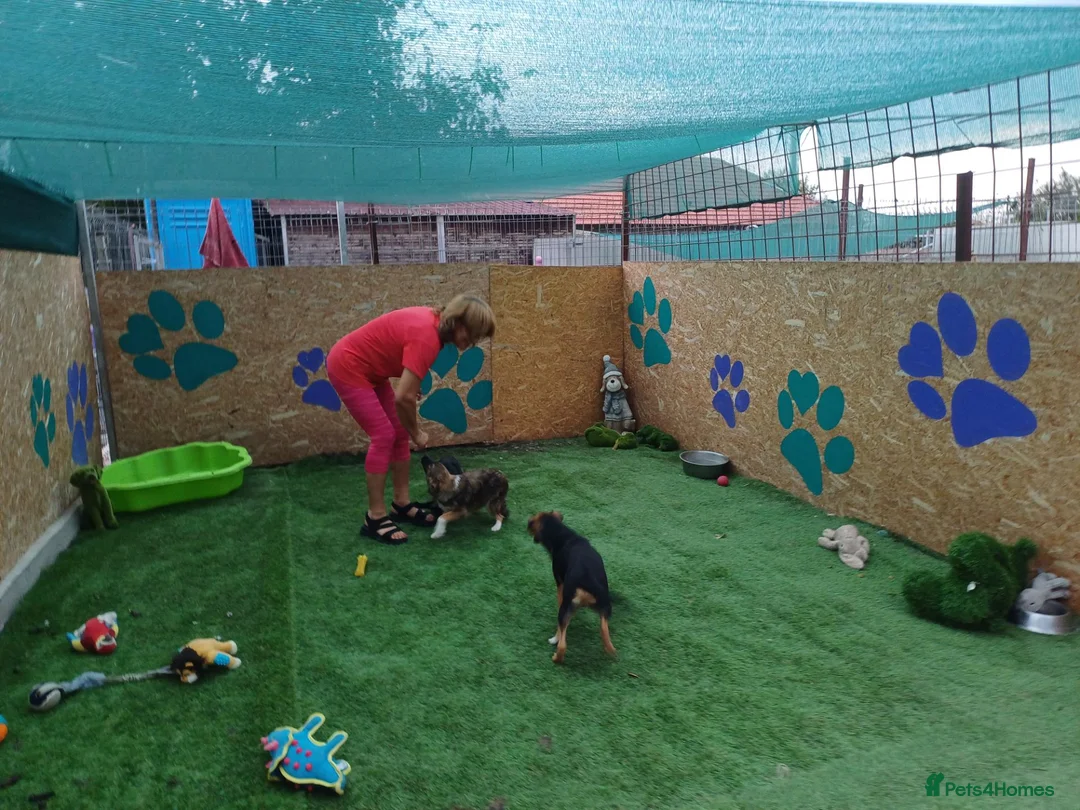 Mixed Breed dogs for adoption: 🐾🧡 ROCCO – A FRIENDLY BOY FULL OF CHARACTER 🧡🐾 - Advert 2