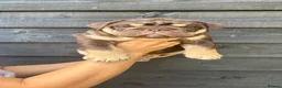 English Bulldog dogs for sale: Ready to Leave KC English Bulldog Puppies - Advert 17