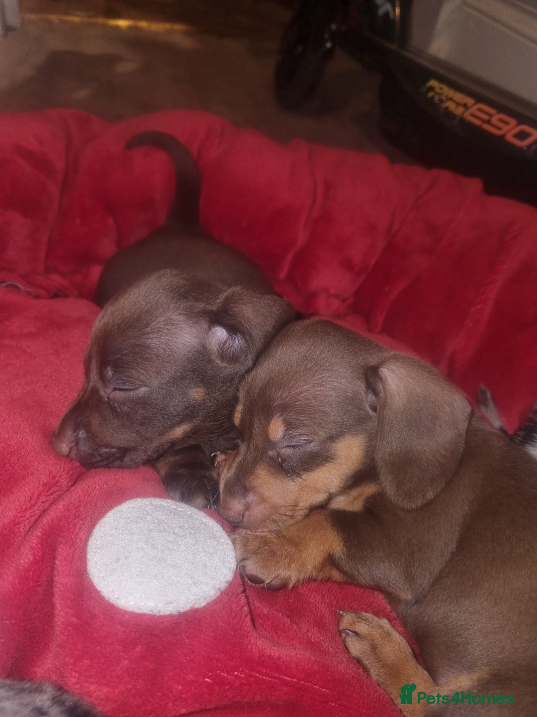 Miniature Dachshund dogs for sale: Miniature Dachshund  - Advert 28