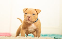 American Bully dogs for sale: Extraordinary Pocket Bully pups - Advert 21