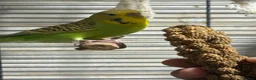 Budgerigars birds for sale: Exhibition budgies (bonded pair) - Advert 3