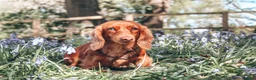 Miniature Dachshund dogs for sale: Pedigree Longhaired Miniature Dachshund Waitlist  - Advert 30