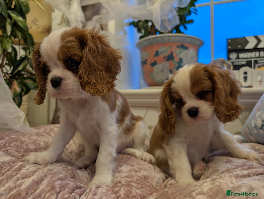 Cavalier King Charles Spaniel dogs for sale: Exquisite Lady KC reg Cavalier King Charles - Advert 29