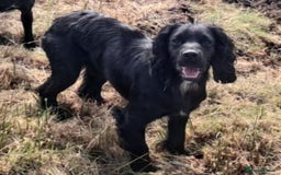Cockerdor dogs for sale: Cockerdor Puppies looking for their forever homes. - Image 2