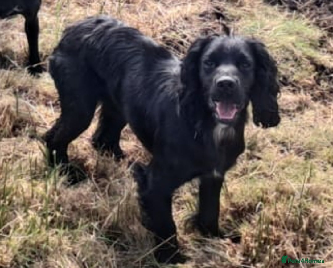Cockerdor dogs for sale: Cockerdor Puppies looking for their forever homes. - Image 2