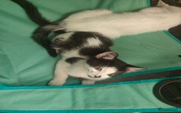 Mixed Breed cats for sale: 1 kitten for sale due to time wasters  - Image 14