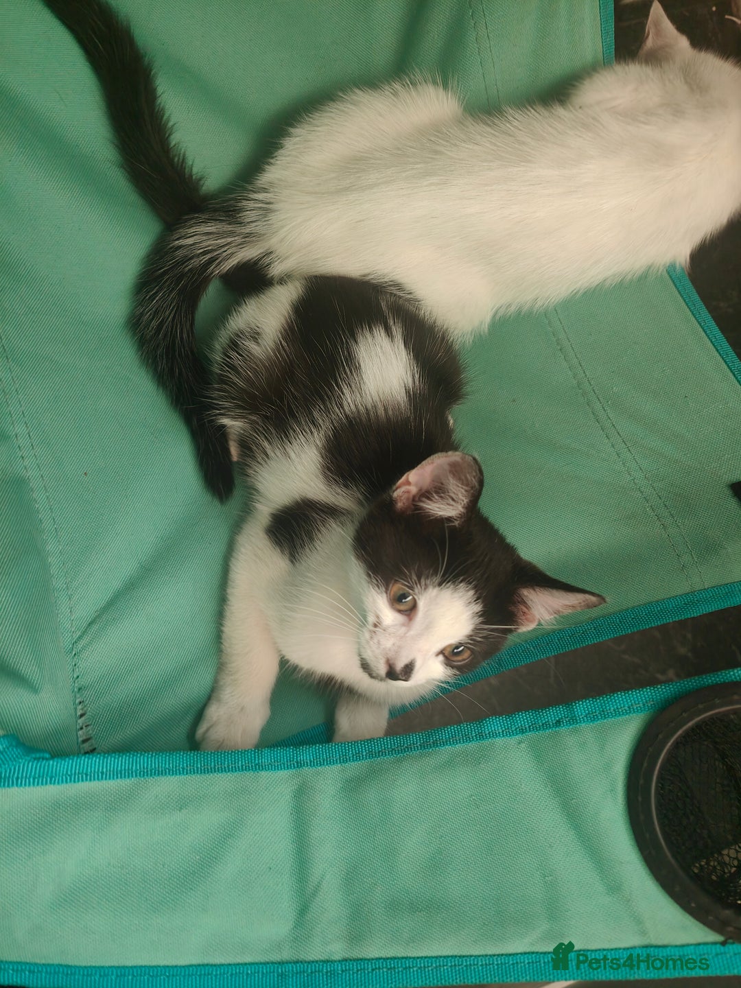 Mixed Breed cats for sale: 1 kitten for sale due to time wasters  - Image 14