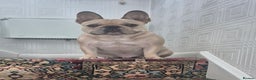 French Bulldog dogs for sale: French bulldog - Advert 4