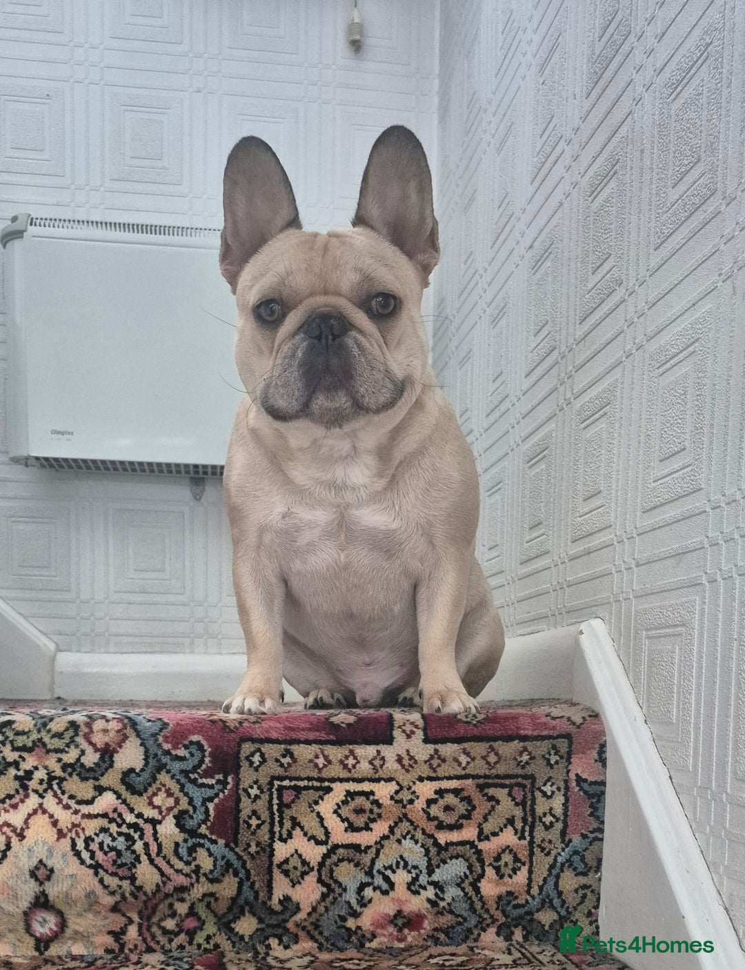 French Bulldog dogs for sale: French bulldog - Advert 4