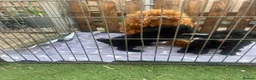 Toy Poodle dogs for sale: Toy poodle puppies  - Advert 10