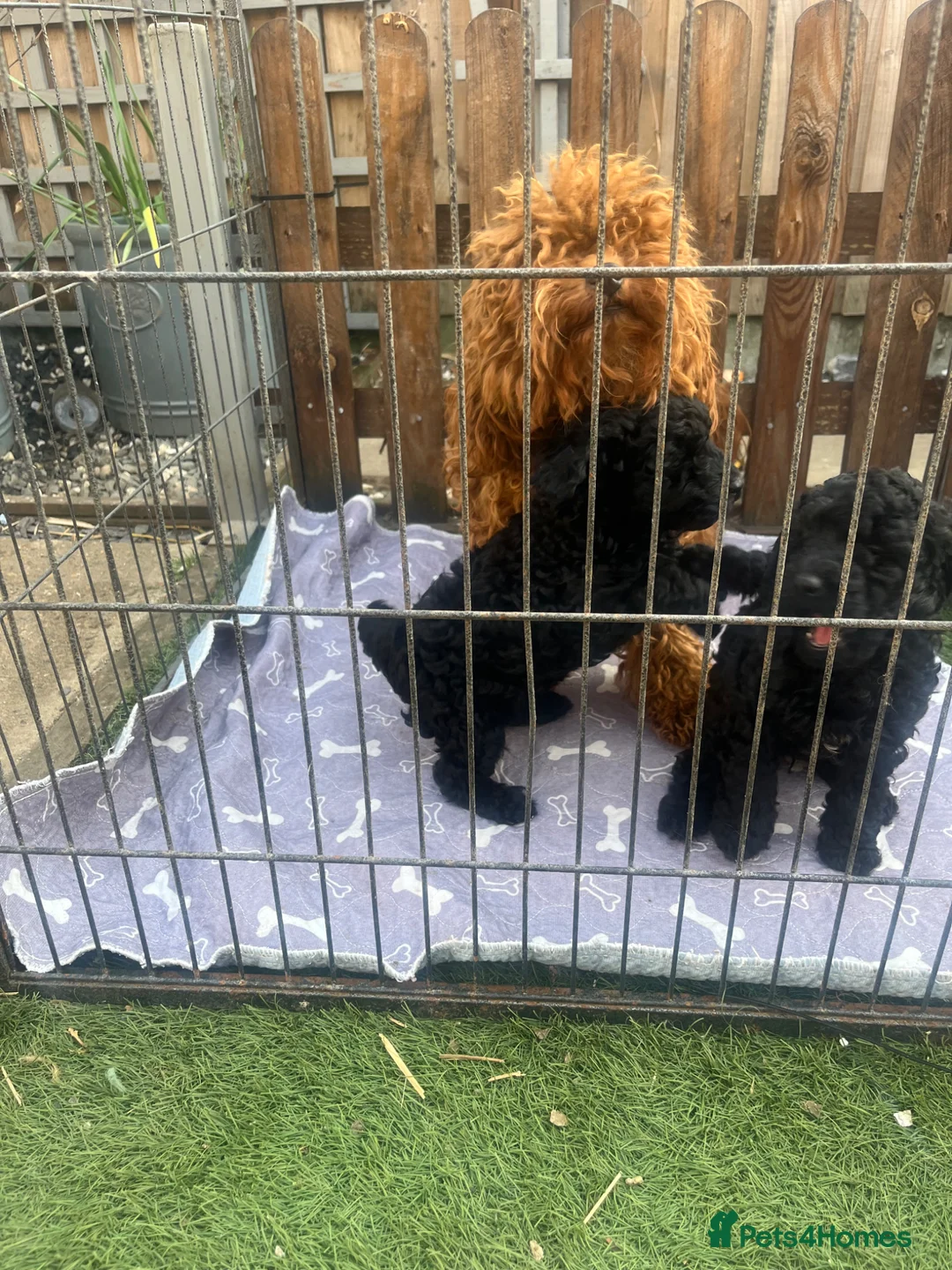 Toy Poodle dogs for sale: Toy poodle puppies  - Advert 10