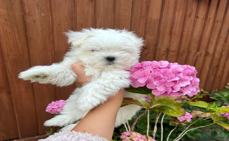 Maltese dogs - Advert 2