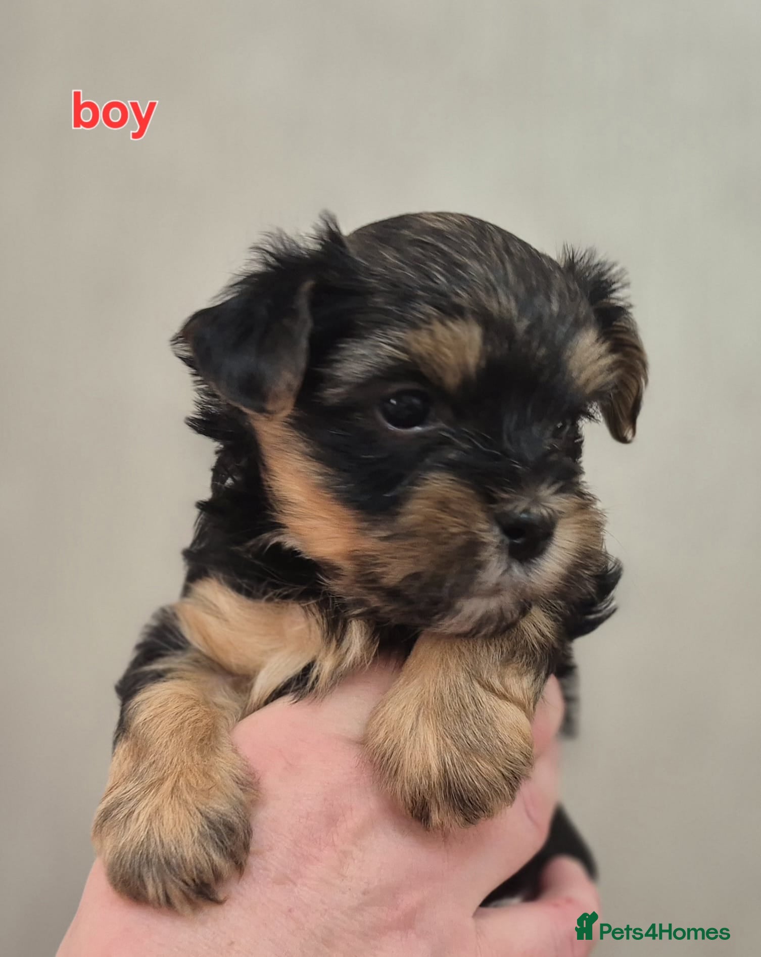 Biewer Terrier dogs Yorkshire Biewier terrier  - Advert 3