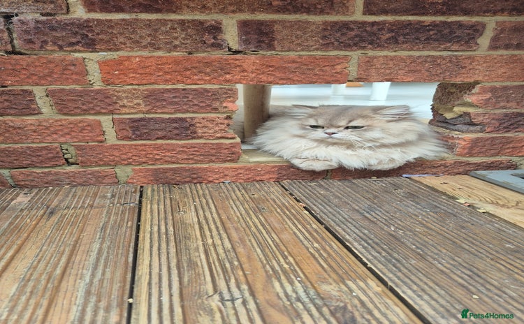 British Longhair cats - Advert 1