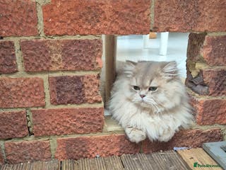 British Longhair cats British Longhair for Stud services - Advert 2