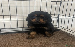 Cavapoo dogs for sale: Cavapoo puppy - Image 2