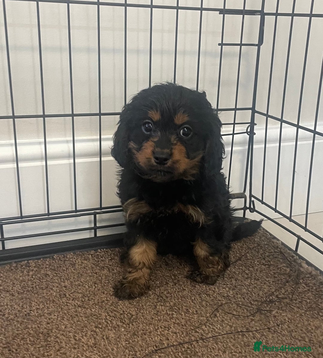 Cavapoo dogs for sale: Cavapoo puppy - Image 2