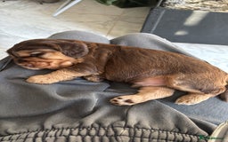 Cocker Spaniel dogs for sale: ✨ Show Cocker Spaniel pups ✨ - Image 10